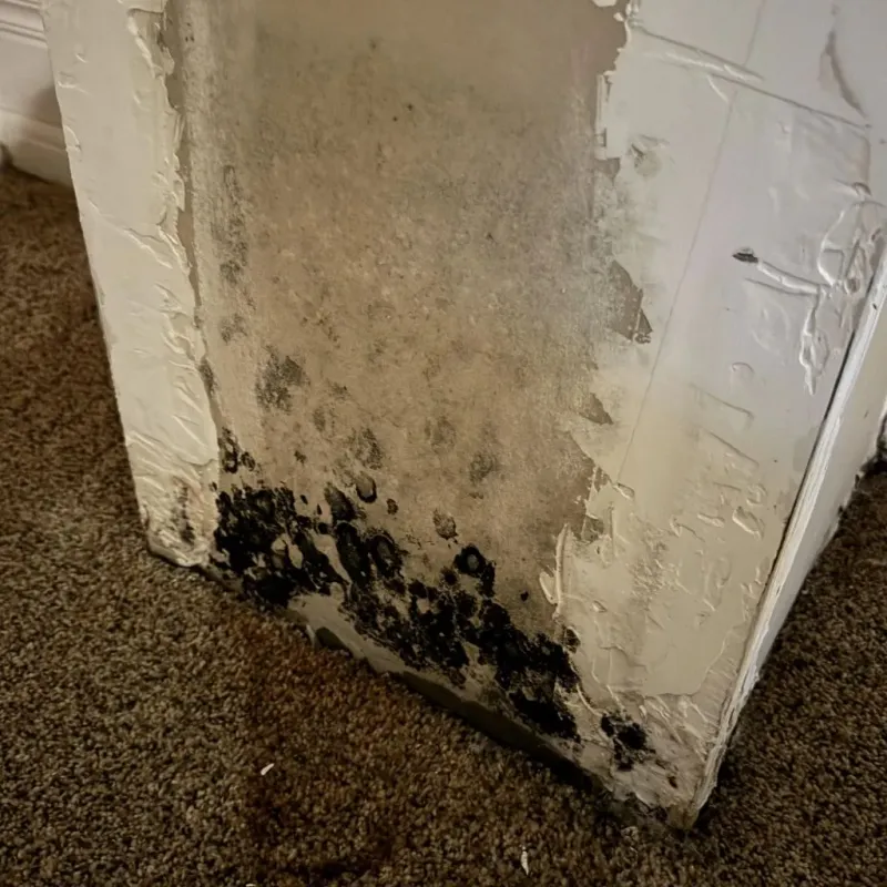 Professional Mold Removal in Chickasha, OK